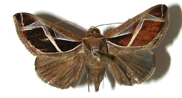 Image of Calyptis