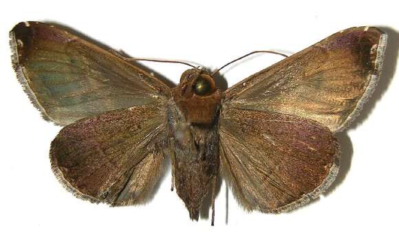 Image of Calyptis