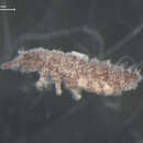 Image of Ceratophysella denticulata