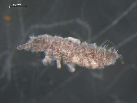 Image of Ceratophysella denticulata