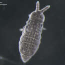 Image of Hypogastrura (Hypogastrura) macrotuberculata (Hammer 1953)