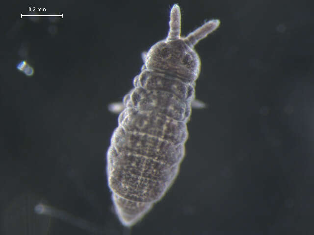 Image of Hypogastrura (Hypogastrura) macrotuberculata (Hammer 1953)
