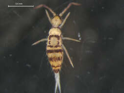 Image of Entomobrya comparata Folsom & JW 1919