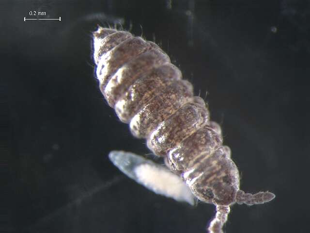 Image of Ceratophysella denticulata