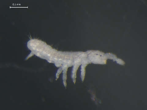 Image de Folsomia quadrioculata