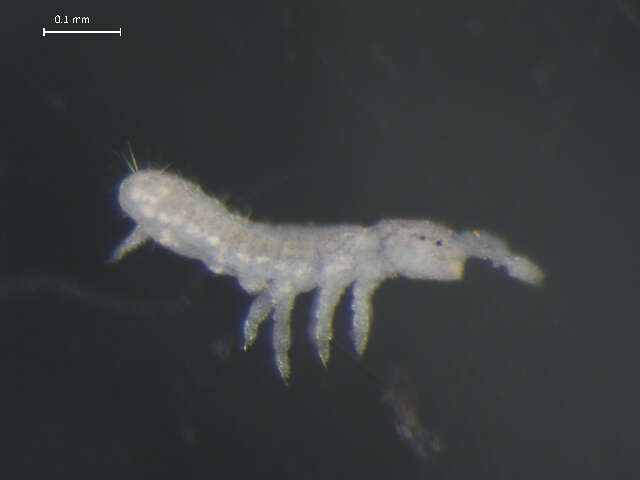 Image of Folsomia quadrioculata