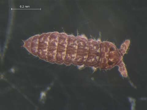 Image of Ceratophysella denticulata