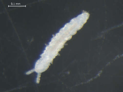 Image of TullbergiidaeGEN sp1