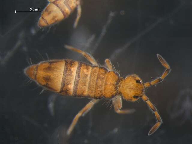 Image of Entomobrya marginata