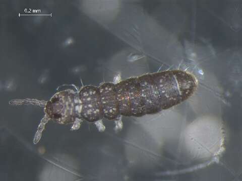 Image of Anurophorus senex Fjellberg 1984