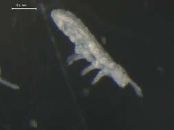 Image of Pseudanurophorus binoculatus (Kseneman 1934)