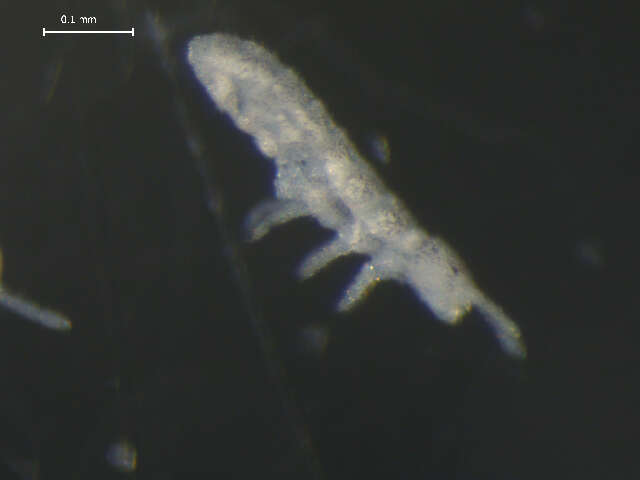 Image of Pseudanurophorus binoculatus (Kseneman 1934)