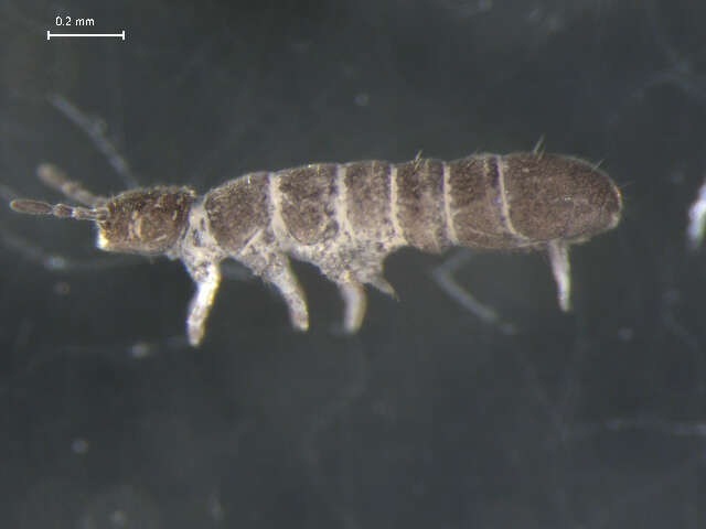 Image of Folsomia quadrioculata