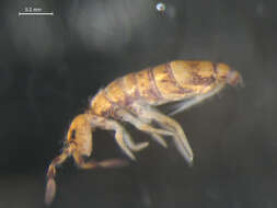 Image de Entomobrya marginata