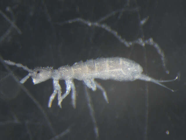 Image of Parisotoma notabilis