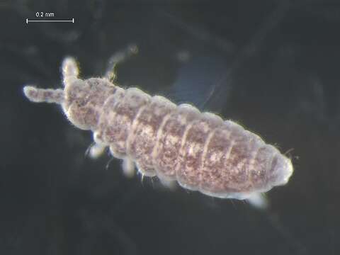 Image of Ceratophysella denticulata