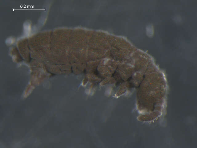 Image of Hypogastrura (Hypogastrura) tooliki Fjellberg 1985