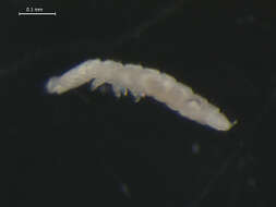 Image of TullbergiidaeGEN sp2