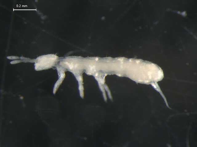 Image of Folsomia nivalis (Packard & AS 1873)