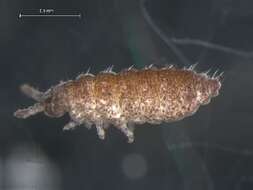 Image of Ceratophysella denticulata