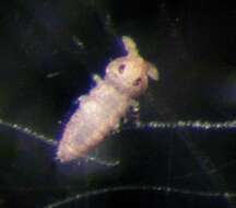 Image of Ceratophysella denticulata