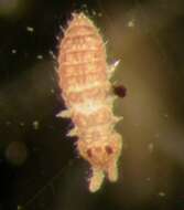 Image of Ceratophysella denticulata