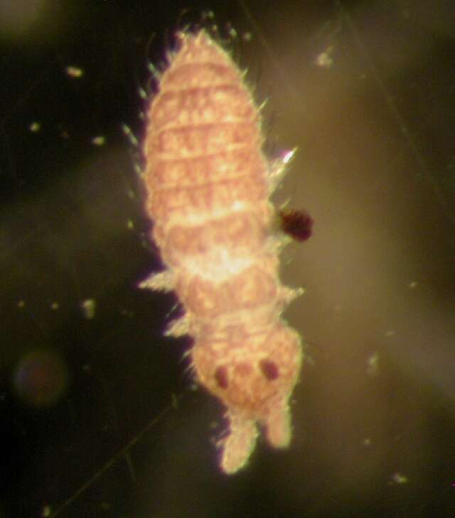 Image of Ceratophysella denticulata