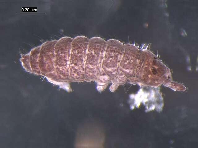 Image of Ceratophysella denticulata