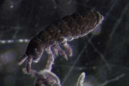 صورة Hypogastrura (Hypogastrura) viatica (Bagnall 1940)