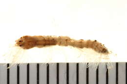 Image of Dicranomyia (Dicranomyia) haeretica Osten Sacken 1869