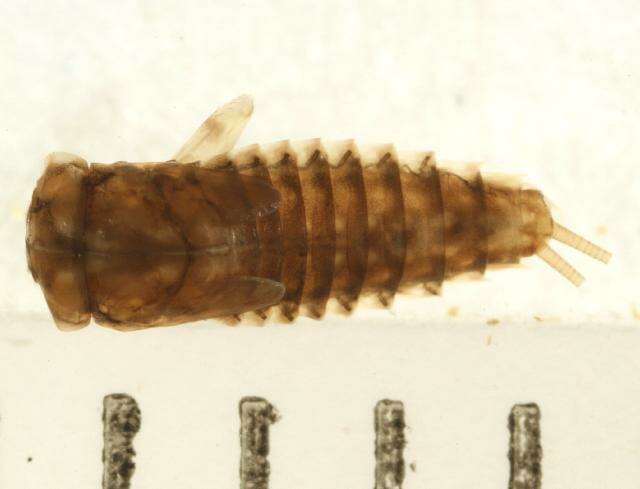 Image de Paraleptophlebia debilis