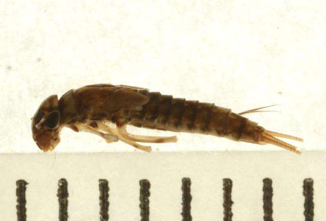 Image de Paraleptophlebia debilis