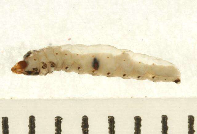 Image of Fenusella