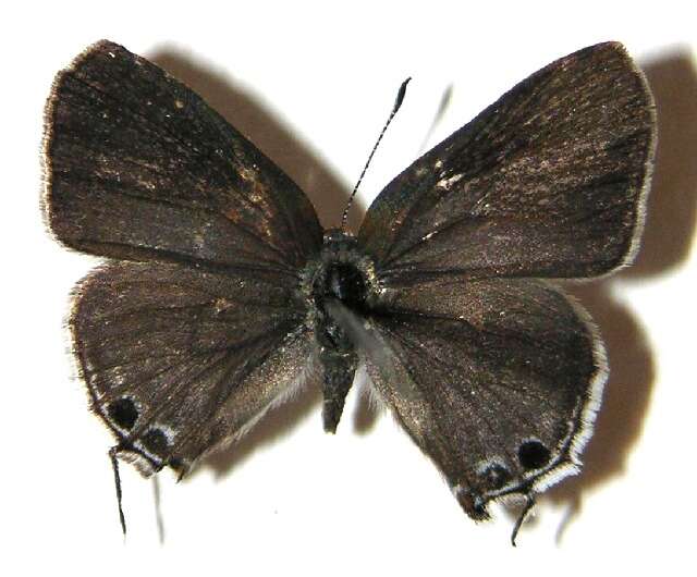 Image of Lacey's Scrub-Hairstreak