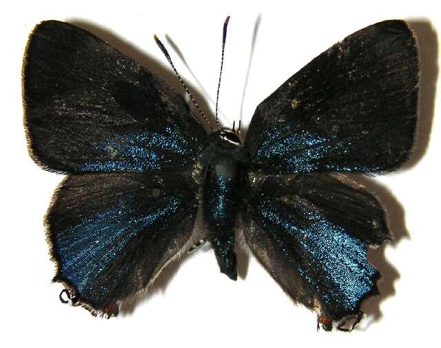 Image of <i>Nicolaea ophia</i>