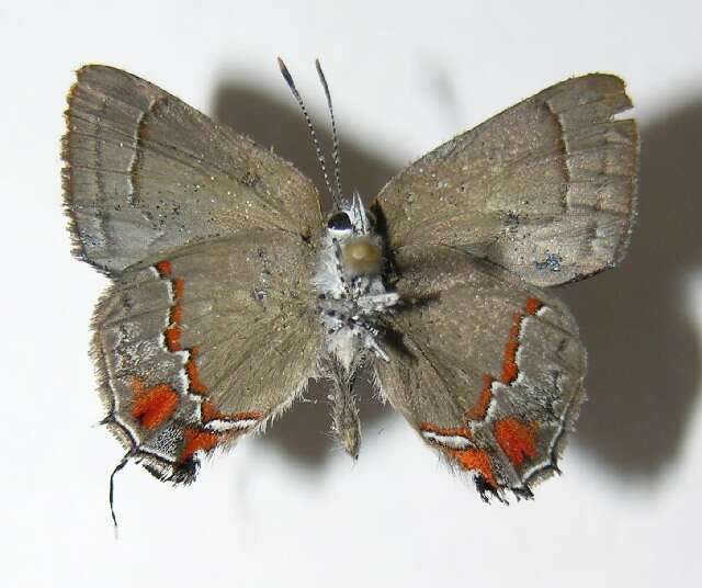 <i>Nicolaea ophia</i> resmi