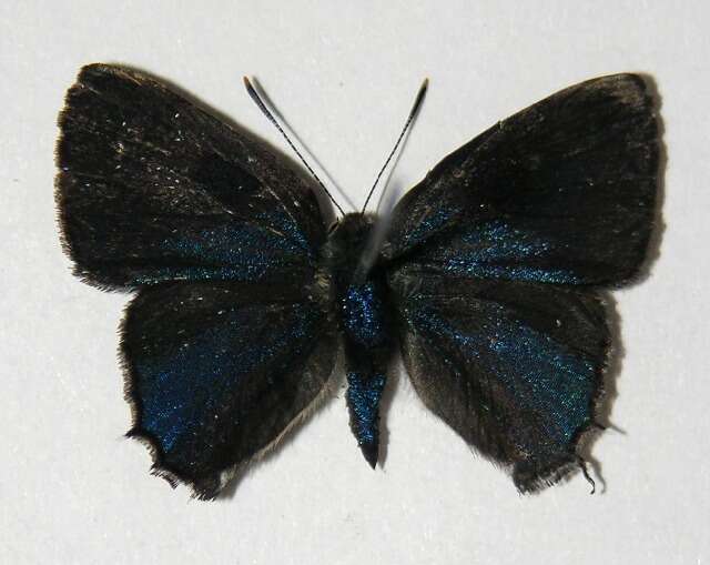 <i>Nicolaea ophia</i> resmi