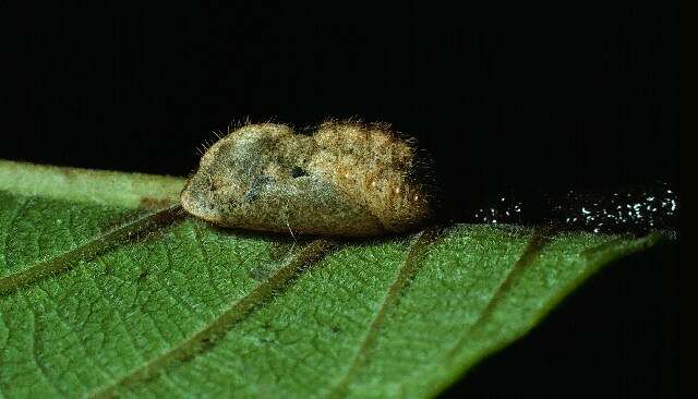 Image of White Scrub-Hairstreak