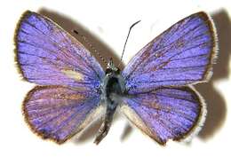 Image of Hemiargus