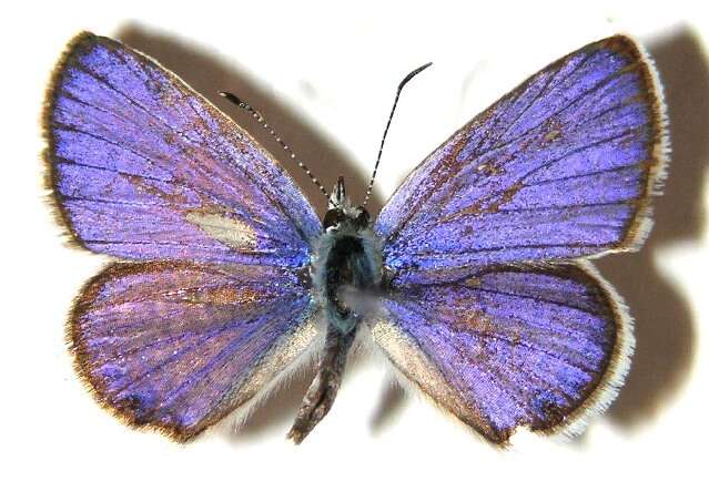 Image of Hemiargus