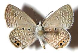 Image of Hemiargus