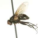 Helina spinosa (Walker 1849) resmi