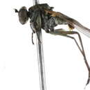 Imagem de Hydrophorus flavipennis Van Duzee 1926