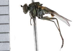 Image of Hydrophorus flavipennis Van Duzee 1926