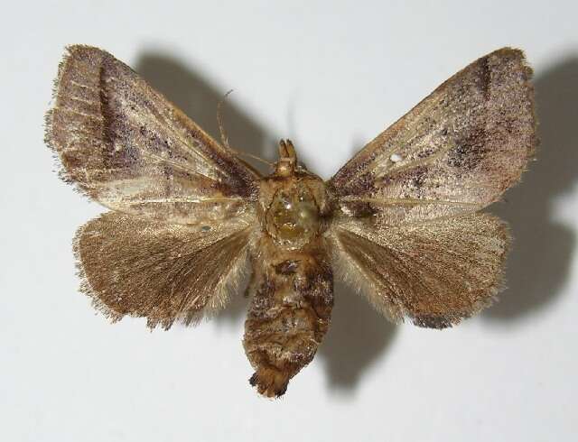 Image of slug caterpillar moths