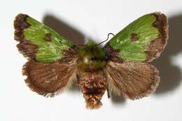 Image of Flannel, Slug Caterpillar, Leaf Skeletonizer Moths and kin