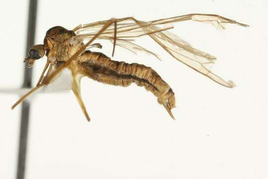 Image of Dicranomyia (Dicranomyia) haeretica Osten Sacken 1869