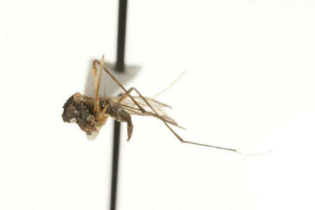 Image of Aedes rempeli Vockeroth 1954