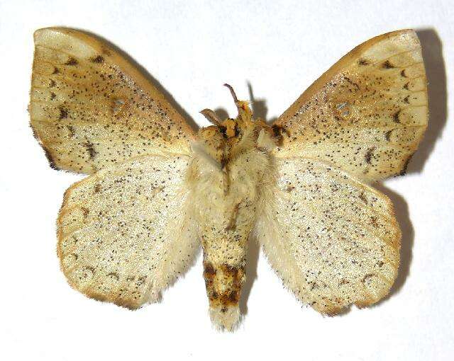 Image of sack-bearer moths
