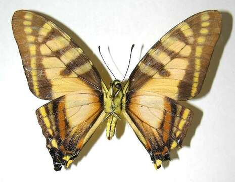 Image of Protographium thyastes panamensis